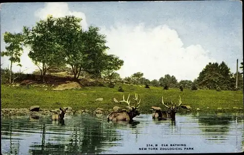 Ak New York City USA, Elk bathing, Zoological Park