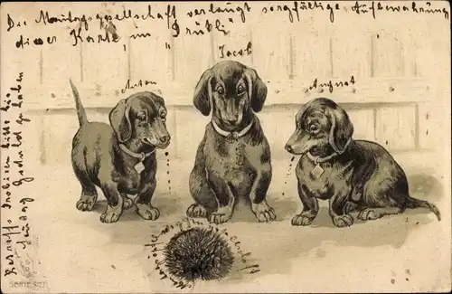 Präge Litho Drei Dackel betrachten einen Igel