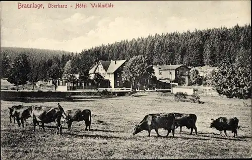 Ak Braunlage im Oberharz, Hotel Waldmühle, Kuhweide