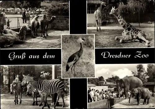 Ak Dresden Altstadt, Dresdner Zoo, Kranich, Kamele, Giraffe, Zebras und Elefant