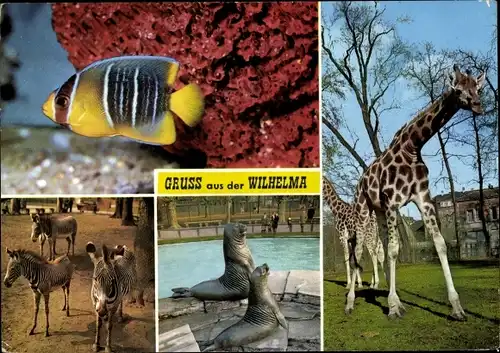 Ak Stuttgart am Neckar, Wilhelma, Zebras, Seelöwen, Giraffen, Korallen, Fisch