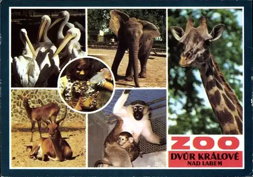 Ak Dvůr Králové nad Labem Königinhof, Zoo, Pelikane, Elefant, Antilopen, Affen, Giraffe