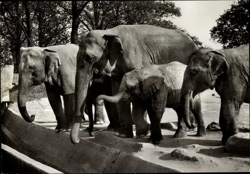 Ak Hamburg Eimsbüttel Stellingen, Hagenbecks Tierpark, asiatische Elefanten