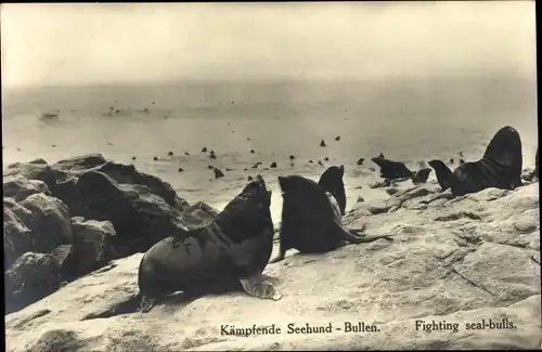 Ak Kämpfende Seehund Bullen, Südwest Afrika, Namibia, Fighting seal bulls