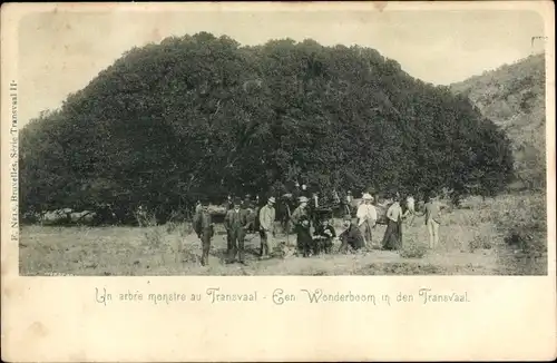 Ak Transvaal Südafrika, Wonderboom, Wunderbaum, arbre monstre