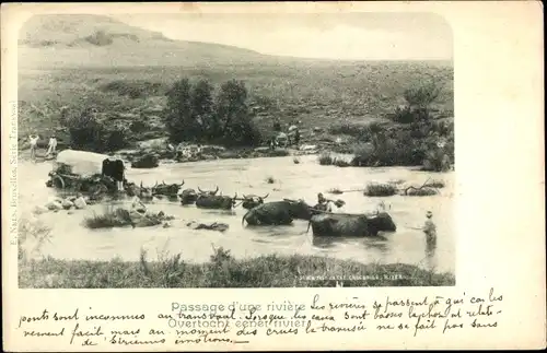 Ak Transvaal Südafrika, Passage d'une riviere, Ochsengespann passiert Fluss
