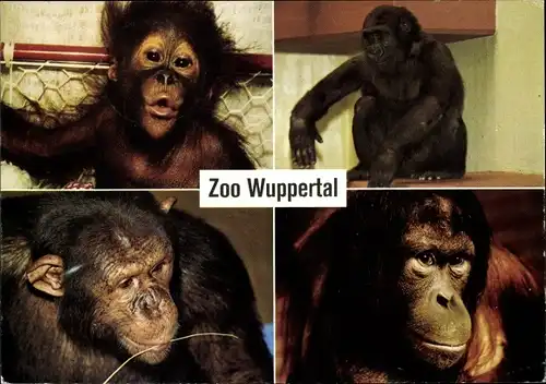 Ak Zoo Wuppertal, Schimpanse, Orang Utans, Gorilla