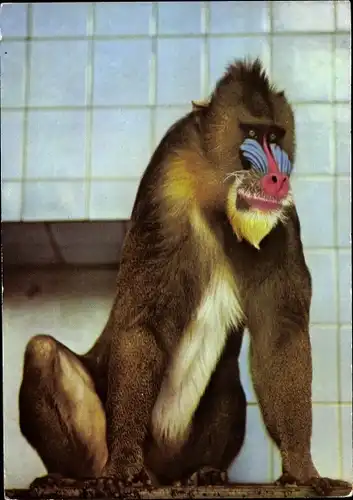 Ak Mandrill, Zoologischer Garten Dresden