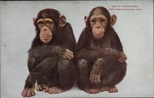 Ak New York Zoological Park, Chimpanzees, zwei Schimpansen
