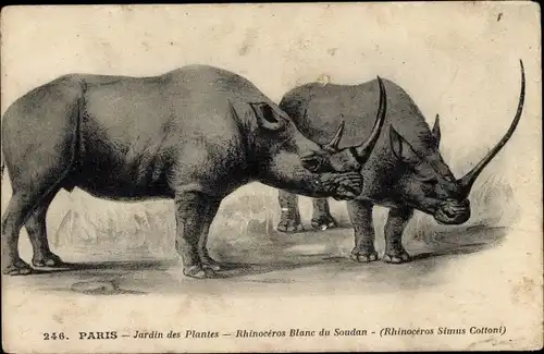 Ak Paris, Jardin des Plantes, Rhinoceros Blanc du Soudan