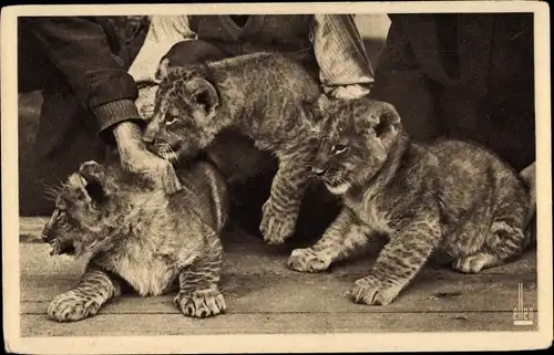 Ak Paris, Parc Zoologique du Bois de Vincennes, Trois Lionceaux