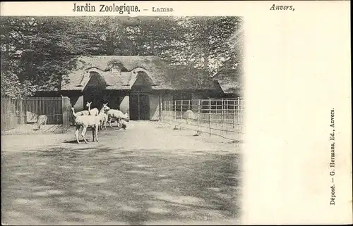 Ak Anvers Antwerpen Flandern, Jardin Zoologique, Lamas