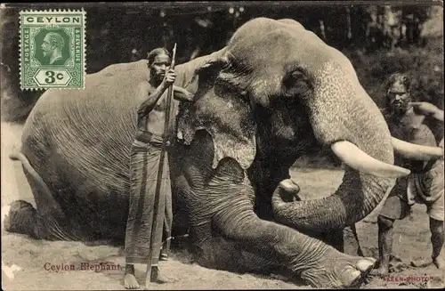 Ak Ceylon Sri Lanka, Elephant, Elefant mit seinen Führern