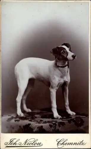 CdV Hundeportrait, Terrier mit Halsband, 1904, Engelmann
