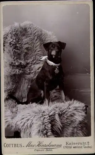 CdV Hundeportrait, Terrier mit Halsband auf einem Sessel, Schaffell, 1900, Engelmann in China