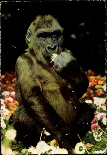 Ak Frankfurt am Main, Gorillakind, Zoo