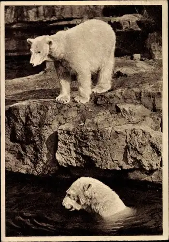 Ak Eisbären im Zoo, Bär im Wasser