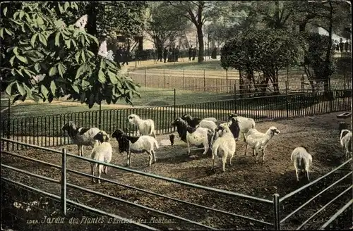 Ak Paris V. Arrondissement Panthéon, Jardin des Plantes, Moutons