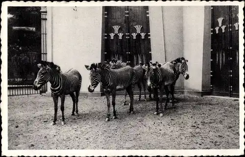 Ak Anvers Antwerpen Flandern, Jardin Zoologique, Zebres de Grevy