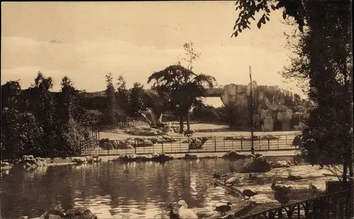 Ak Anvers Antwerpen Flandern, Jardin Zoologique, Grand Bassin, Pont et Parc des Ruminants