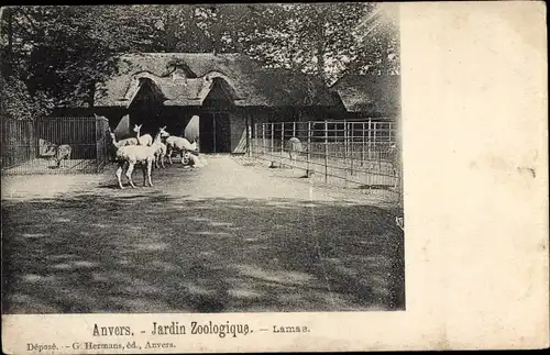 Ak Anvers Antwerpen Flandern, Jardin Zoologique, Lamas