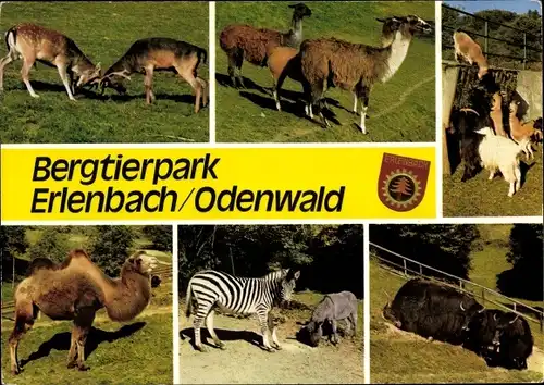 Ak Erlenbach Fürth im Odenwald, Bergtierpark, Ziegen, Yaks, Kamel, Zebra, Esel, Rotwild, Lama