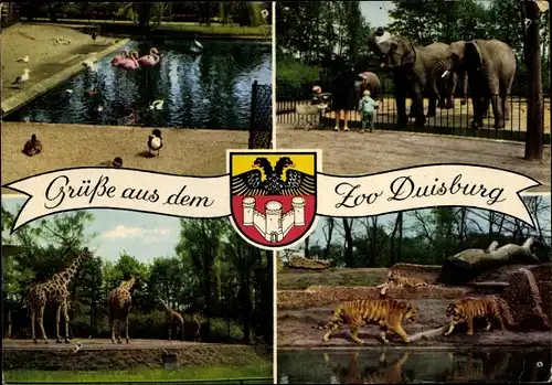 Ak Duisburg im Ruhrgebiet, Tierpark, Flamingos, Elefanten, Tiger, Giraffen