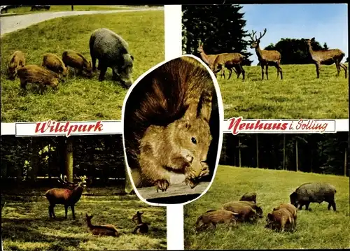 Ak Neuhaus im Solling Holzminden Niedersachsen, Wildpark, Wildschweine, Hirsche, Eichhörnchen