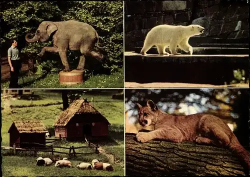 Ak Wuppertal in Nordrhein Westfalen, Zoo, Elefant, Eisbär, Meerschweinchen, Puma