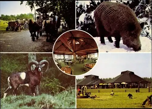 Ak Daldorf Kreis Segeberg, Der Wildhof, Mufflon, Wildschwein, Pferdekutsche