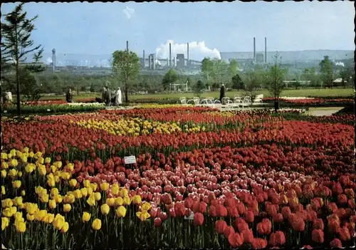 Ak Dortmund im Ruhrgebiet, Bundesgartenschau 1959, Tulpen, Panorama mit Industrieanlagen