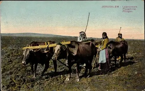 Ak Jerusalem, Laboureurs, Ploughing, Pflügen, Landwirtschaft, Ochsenpflug