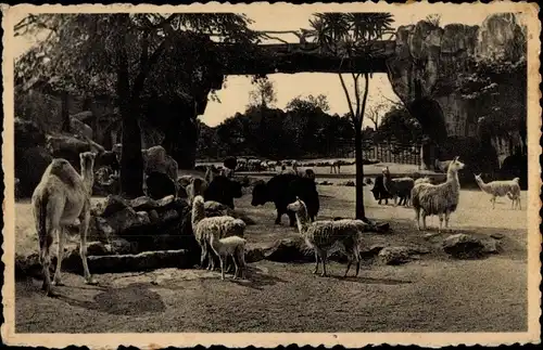 Ak Anvers Antwerpen Flandern, Jardin Zoologique, Vue sur le grand parc des ruminants