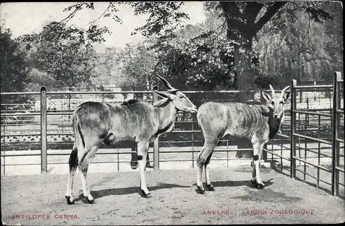 Ak Anvers Antwerpen Flandern, Jardin Zoologique, Antilopes Canna