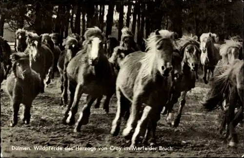 Ak Dülmen im Münsterland Westfalen, Wildpferde des Herzogs von Croy im Merfelder Bruch