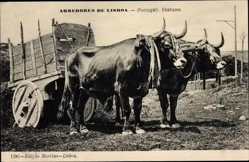 Ak Arredores de Lisboa, Costume, Rind, Fuhrwerk, Landwirtschaft