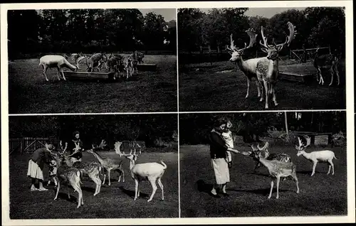 Ak Dornholzhausen Bad Homburg im Taunus, Wald-Café Hirschgarten, Wildgehege, Damwild, Besucher