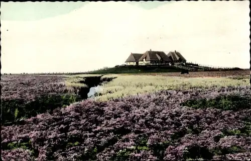 Ak Hallig Hooge in Nordfriesland, Blühende Hallig, Bondestabe und Meerstrandswermut