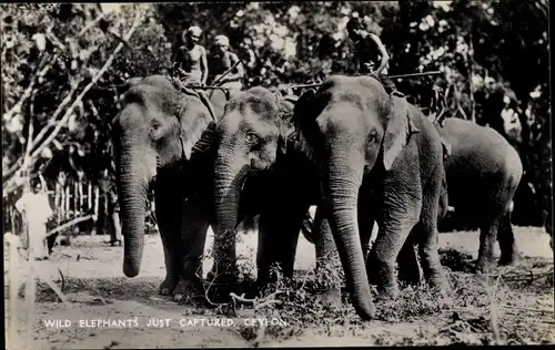 Ak Sri Lanka Ceylon, Wild Elephants just captured, Elefantenführer auf Elefanten