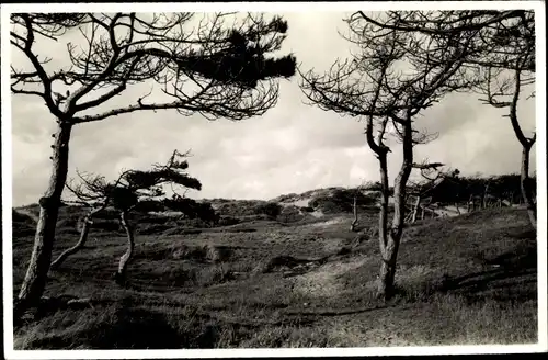 Foto Norderney in Ostfriesland, Kiefern am Nordstrand, Windflüchter, Dünenlandschaft