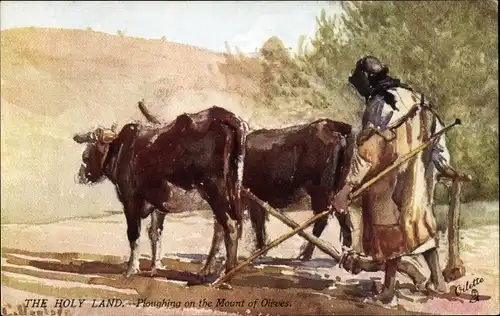 Künstler Ak The Holy Land, Ploughing on the Mount of Olives