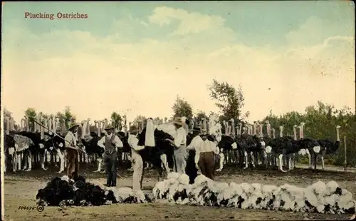 Ak Nordamerika, Picking Ostriches, Strauße