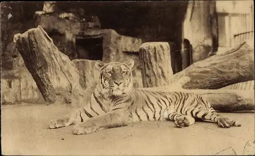 Ak Antwerpen Anvers Flandern, Jardin Zoologique, Tiger