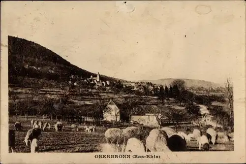 Ak Oberbronn Elsass Bas Rhin, Blick auf den Ort, Schafe