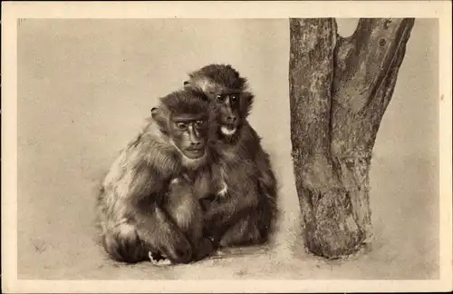 Ak Wien 13 Hietzing Österreich, Schönbrunn, Tiergarten, Dril, Affen