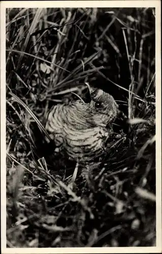 Ak Texel Nordholland Niederlande, Jonge Koekoek
