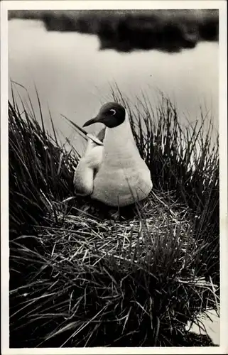 Ak Texel Nordholland Niederlande, Kokmeeuw op nest