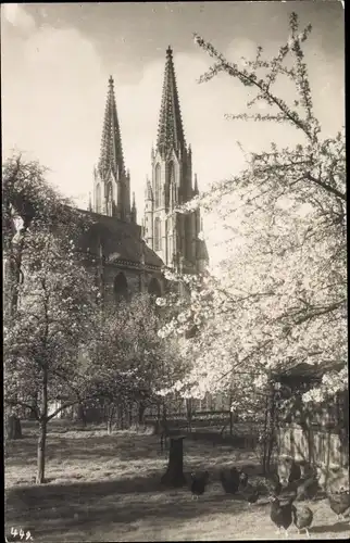 Foto Ak Soest in Westfalen, Hühner, Blick zur Kirche