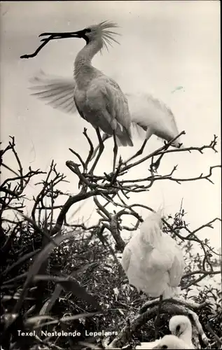Ak Texel Nordholland Niederlande, Nestelende Lepelaers