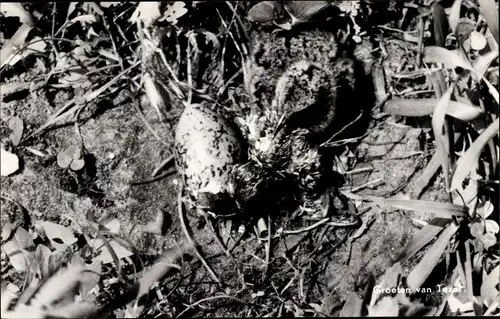 Ak Texel Nordholland Niederlande, Vogelnest